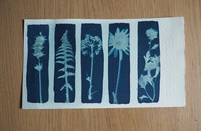 La technique du cyanotype