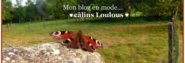 Mon blog en mode "câlins Loulous "