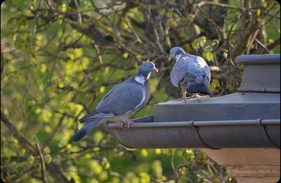 Rambouillet : Pigeon ramier ou palombe