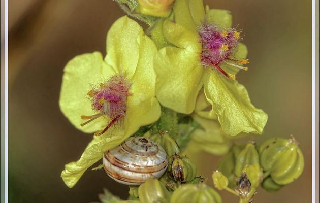 Fleur de Bouillon-blanc (Verbascum sp.) - Les Portes-en-Ré - Ile de Ré - 17