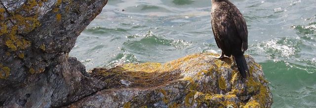 des oiseaux en bord de mer 