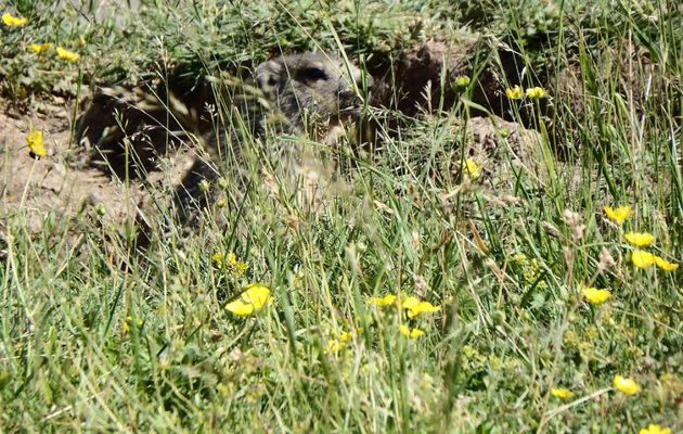 la Foux d'Allos dept 04 (4)