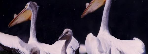 Les Oiseaux-oracles