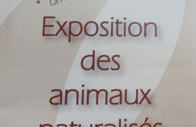 Une belle exposition d'animaux naturalisés à la Maison de la Forêt...