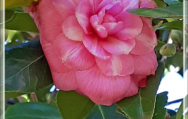 2 février : première fleur de la saison pour un de nos superbes camélias du Japon - Lartigau - Milhas - 31