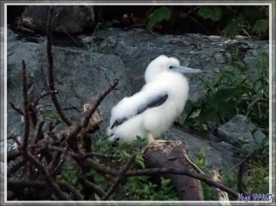 Poussin de Fou brun, Brown Booby (Sula leucogaster) - Nosy Tsarabanjina - Archipel Mitsio - Madagascar