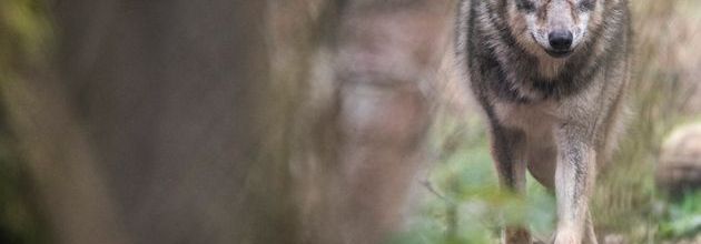 Les chasseurs vont pouvoir abattre plus de loups, voici pourquoi