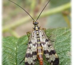 Panorpa Vulgaris, probable