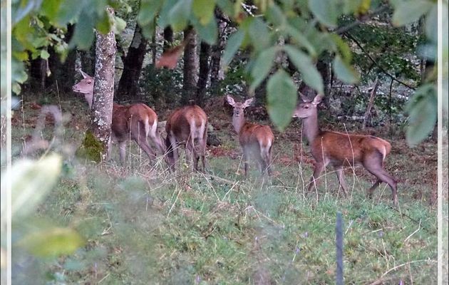 03/10/2020, 8 h 00 :  dans le bois nous jouxtant, une partie du petit harem du cerf 10 cors, mais ce matin c'est chiasse, alors ...- Lartigau - Milhas - 31