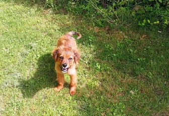 des chiens et nos fleurs et ...
