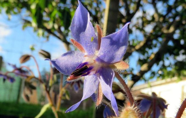 Mes fleurs du jardin en Juin