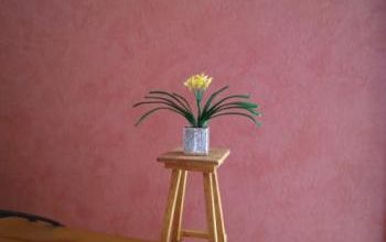 clivia