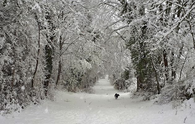 La neige du coucou