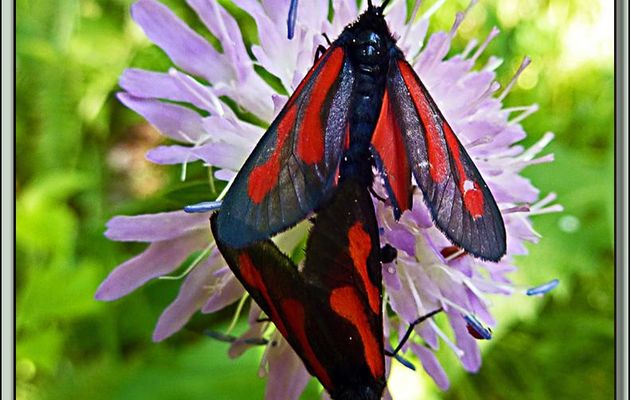 Faune des Pyrénées (Images de mon ancien blog, année 2011)