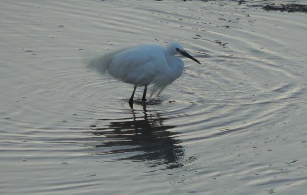 une aigrette qui ...