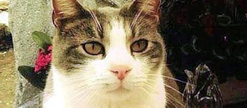 Italie- un défunt gâté par son chat