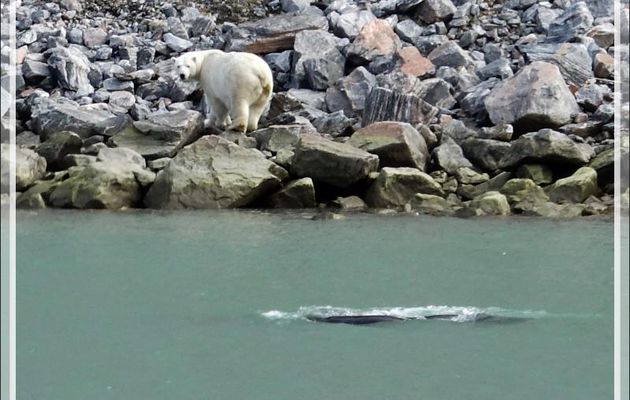 L' Ours blanc est très intéressé par le passage d'une baleine boréale dont il se régalerait bien ! - Icy Fjord - Nunavut