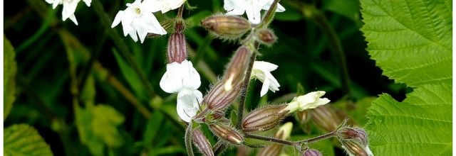 Metz / C'était le temps des fleurs...