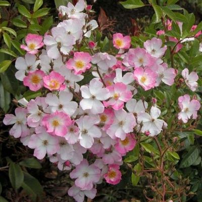 Pour que les Roses Soient Reines !