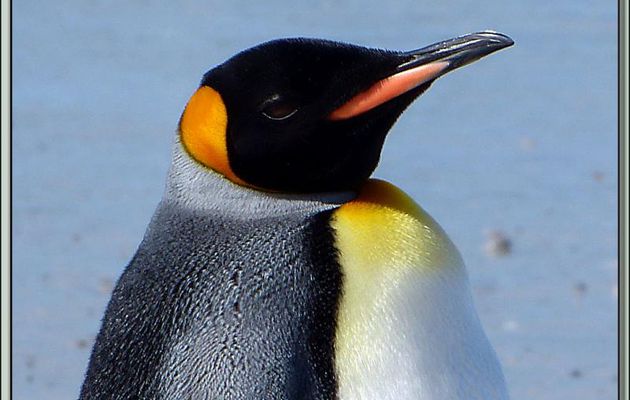 Manchot Royal (Aptenodytes patagonicus) - Volunteer Point - Falkland Islands, Iles Malouines, Islas Malvinas