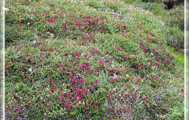Couleur d'automne : Myrtille des marais, Myrtillier arctique, Arctic blueberry (Vaccinium uliginosum) - Pond Inlet - Baffin Island - Nunavut - Canada