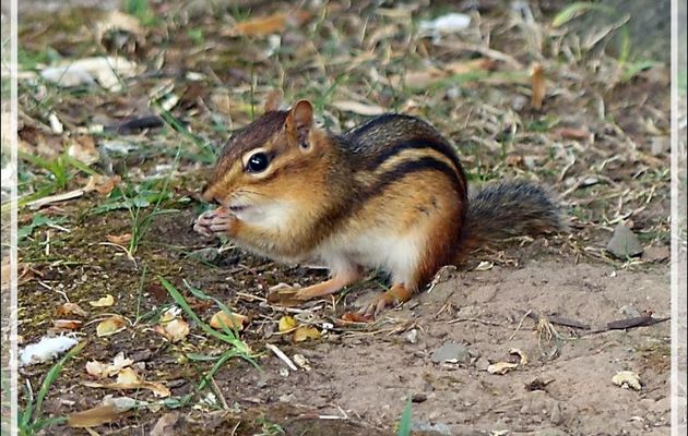 Ecureuil Tamia rayé ou suisse, Eastern chipmunk (Tamias striatus) - Niagara Falls - Ontario - Canada