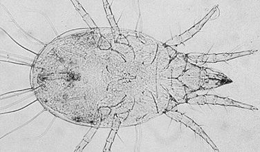 Monde microscopique