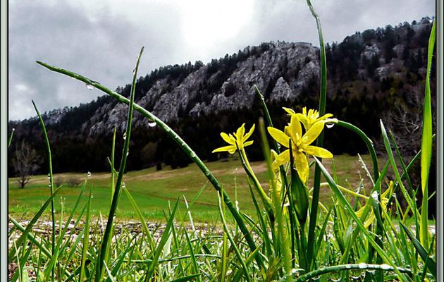 Flore du Vercors (Images de mon ancien blog, année 2011)