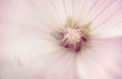 Jour 14 - Toucher du regard