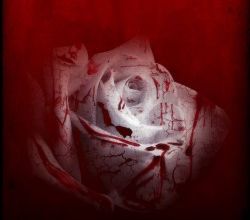 The Captive, Tome 1 : Capturée de Erica Stevens
