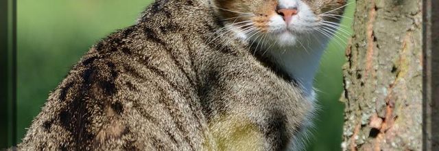 Vie de chat ...