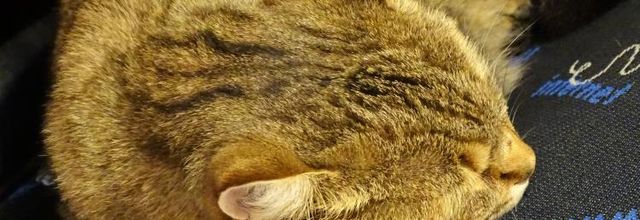 Dimanche c'est chat