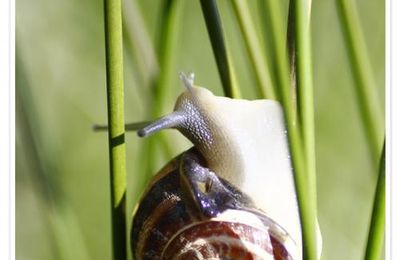 Theba pisana ou caragouilles rosées