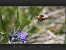 Bombylius major