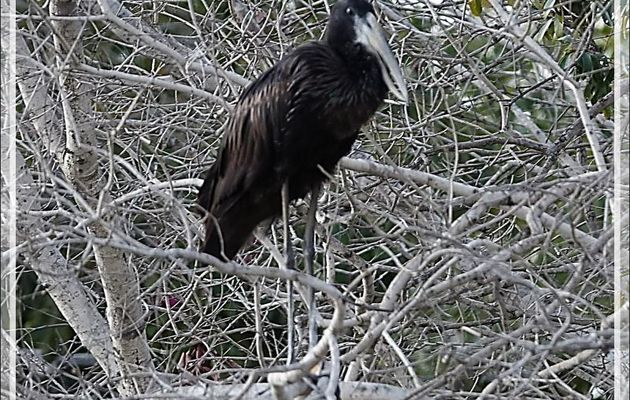 Bec-ouvert africain, African Openbill (Anastomus lamelligerus) - Fleuve Zambèze - Zimbabwe