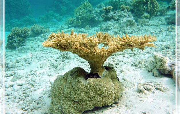Bonsaï de corail dans son pot - Atoll de Fakarava - Tuamotu - Polynésie française