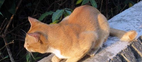 Hong Kong Island - Dimanche c'est aussi chat