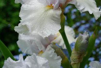 L'iris préféré de Florence