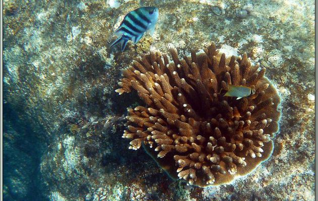 Corail acropore (bois de cerf ? digitiforme ?) en cours de développement - Anse Soleil - Mahé - Seychelles