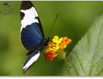 Heliconius sapho ou le Sapho - Heliconiidae - Costa Rica