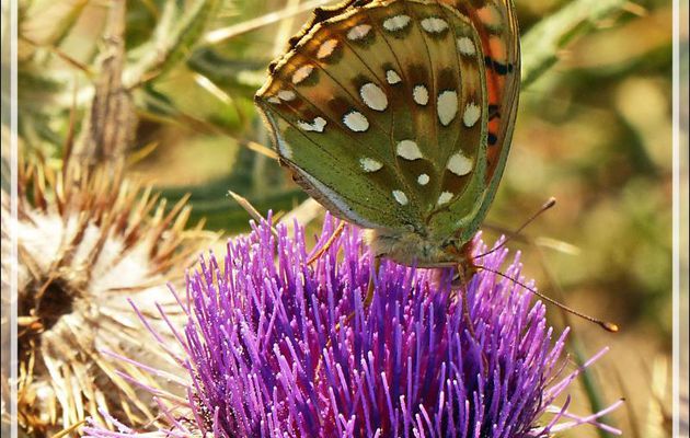 Papillon Grand nacré (Argynnis aglaja) sur Chardon laineux - Massif du Gar - 31