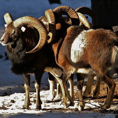 Le Mouflon, un Mouton sauvage.