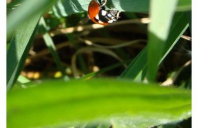 Coccinelle 