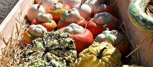 ... coloquintes...