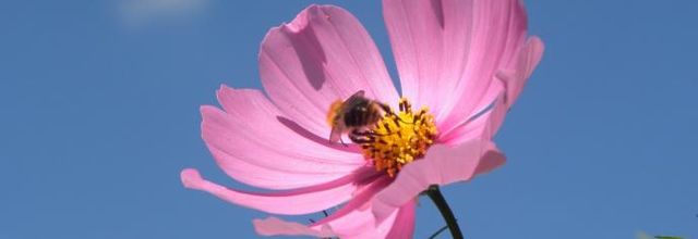 Cosmos et tournesols