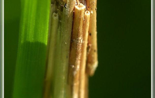 Chenille porte-bois terrestre - Lartigau - Milhas - 31