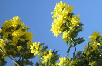 Mimosa en fleur à Pornic février 2017