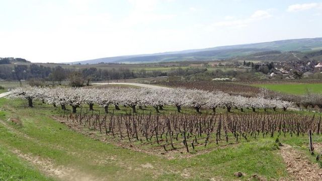 Les Cerisiers dans les Vignes