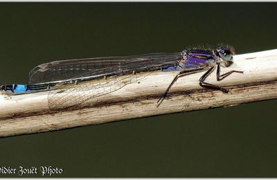 Agrion élégant (7) - Ischnura elegans / Juvénile femelle