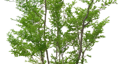 ѼVegetation